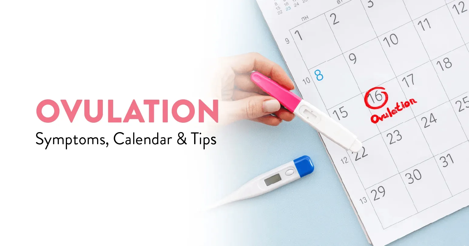 Ovulation: Symptoms, Calendar & Tips