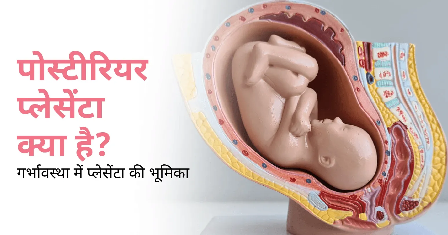 पोस्टीरियर प्लेसेंटा क्या है? गर्भावस्था में प्लेसेंटा की भूमिका